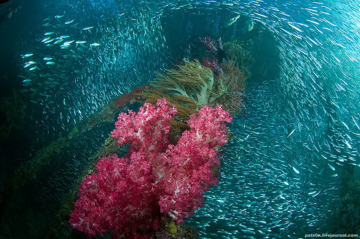 海底摄影：你不曾见过的海底