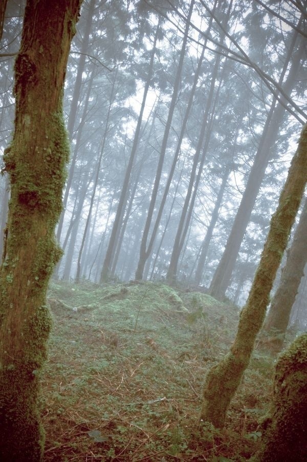 被迷雾吞噬的森林之歌 – Jason Yang