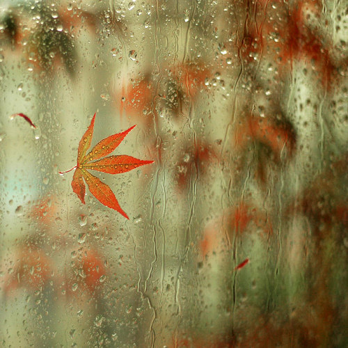 30张美妙的雨景摄影作品