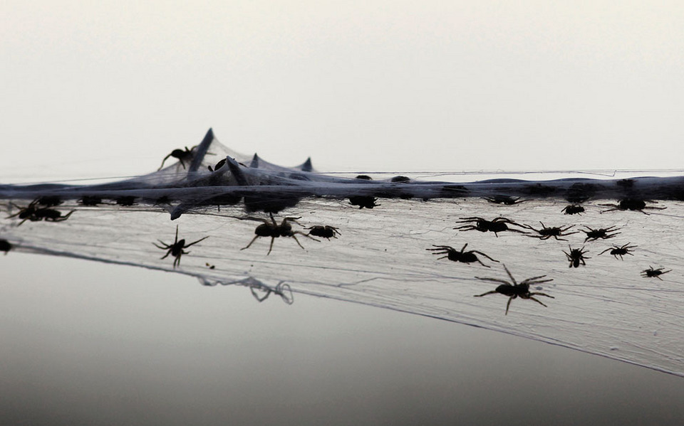 真实而诡异的蜘蛛星球：澳洲蜘蛛来袭