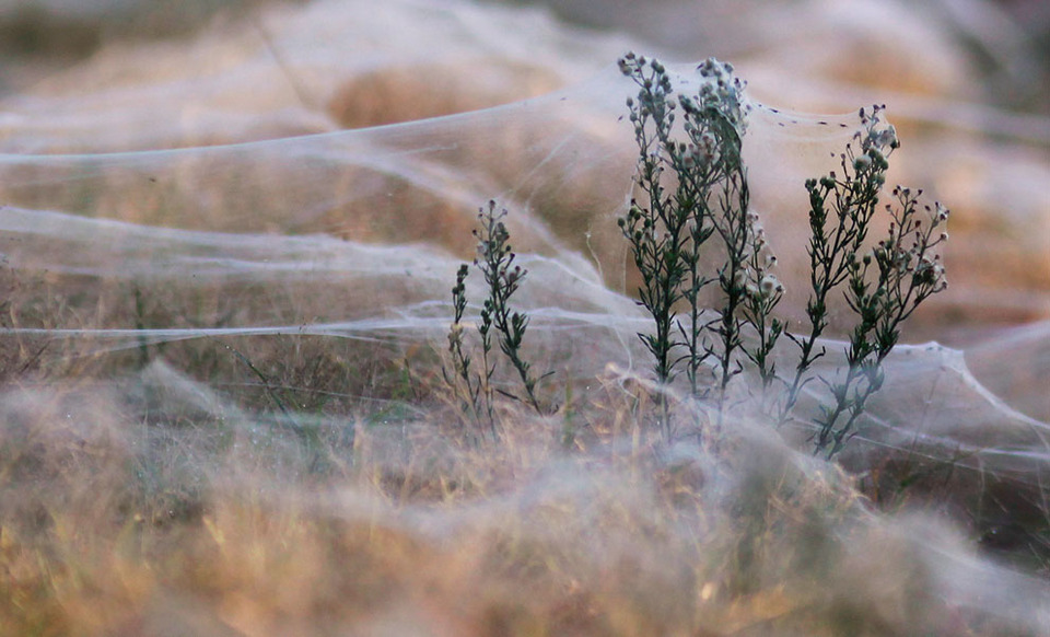 真实而诡异的蜘蛛星球：澳洲蜘蛛来袭