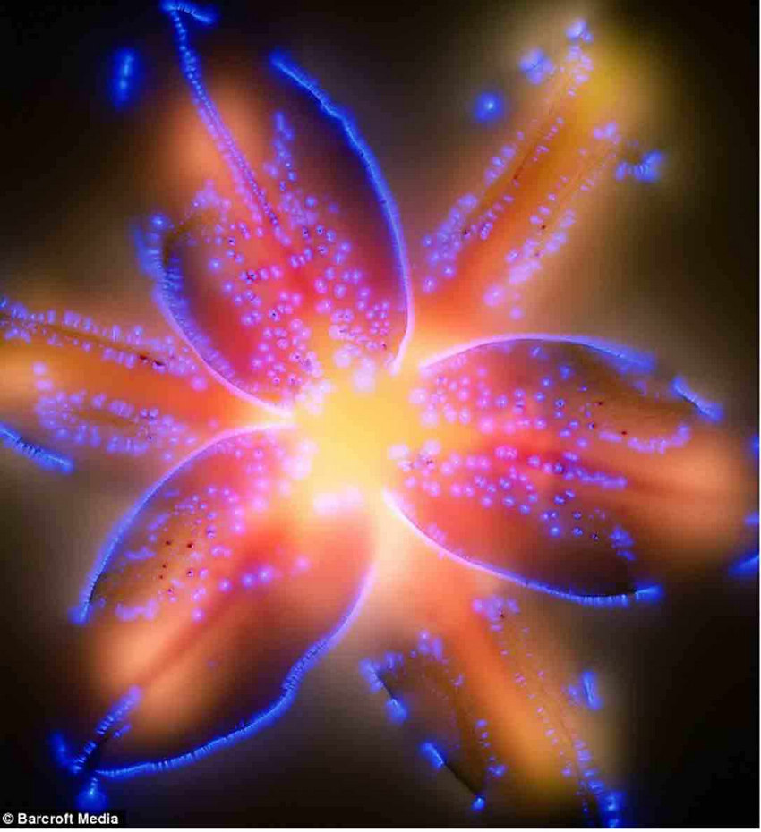 实验摄影：当8千伏的电压通过鲜花