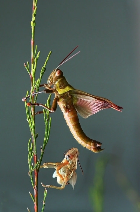 微距摄影的典范—昆虫和植物