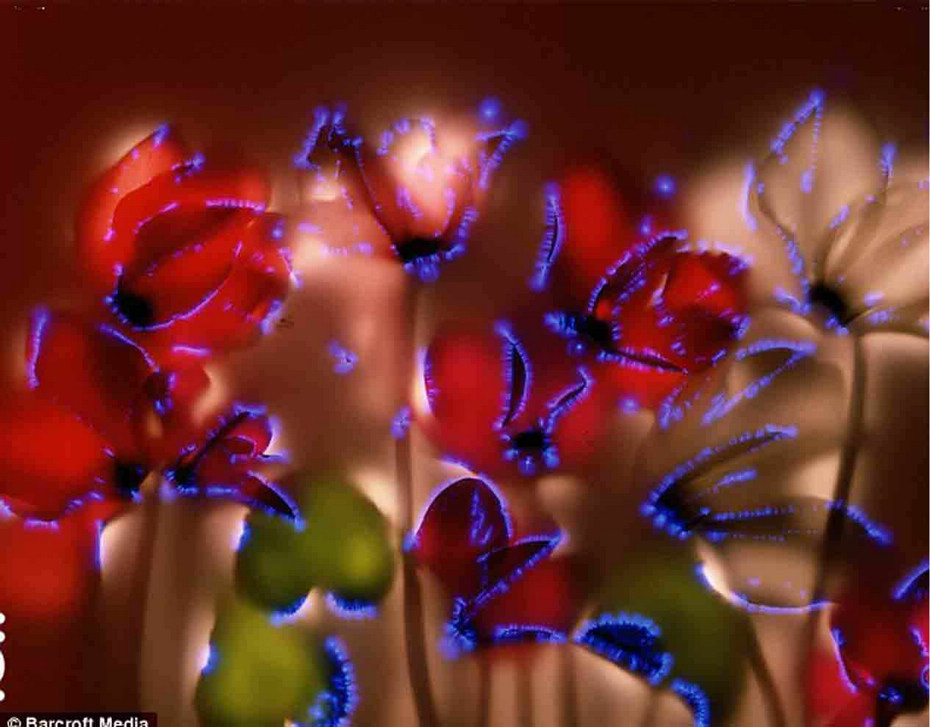 实验摄影：当8千伏的电压通过鲜花