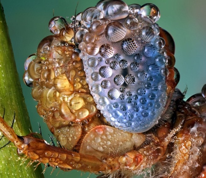 摄影师雨中拍微距：珍宝加身的虫虫们