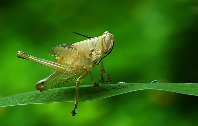 微距摄影的典范—昆虫和植物