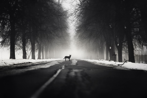 ˹Ӱʦ Dmitry AlekseyevӰƷ