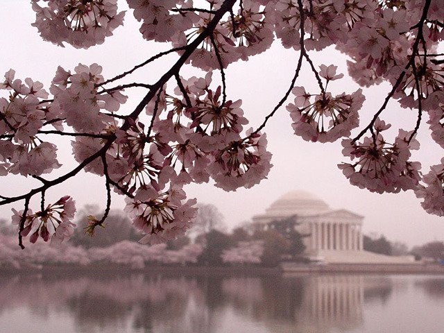 国家地理摄影师镜头下的樱花