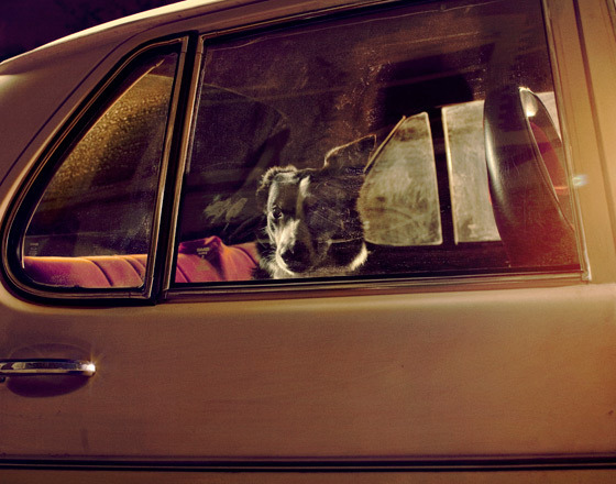Martin Usborne摄影作品：沉默宠物犬