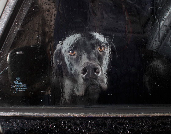 Martin Usborne摄影作品：沉默宠物犬