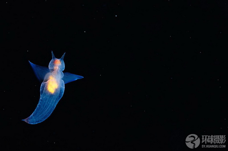 Brian Skerry：美丽的海底