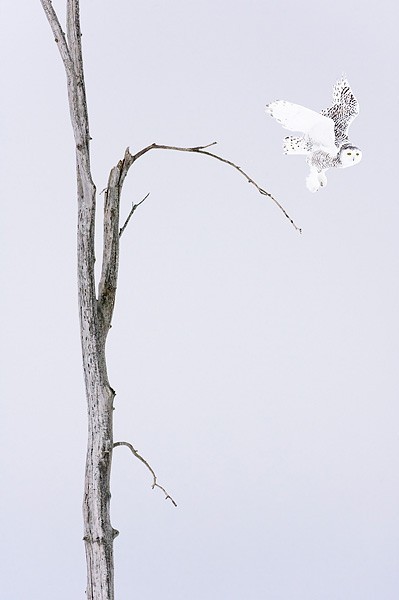 2010GDT野生摄影大赛鸟类组获奖作品欣赏