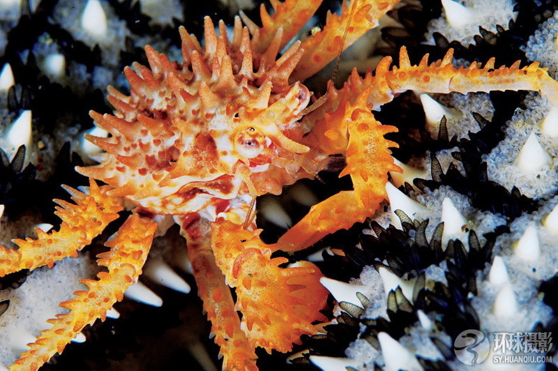 Brian Skerry：美丽的海底