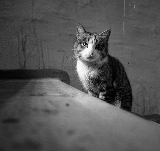 猫咪的黑白肖像照片