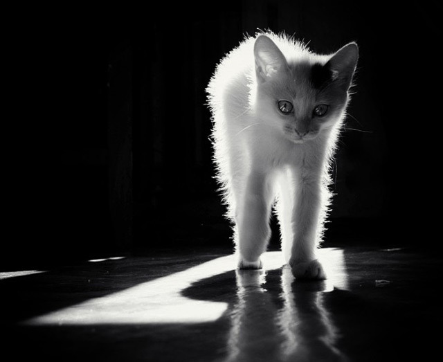 猫咪的黑白肖像照片