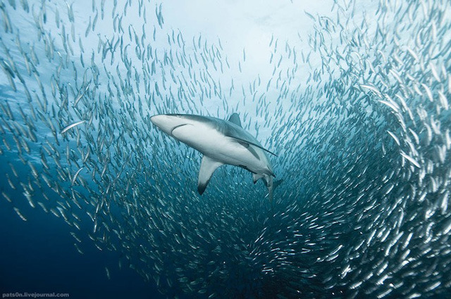 与鲨鱼共舞：海洋摄影作品欣赏