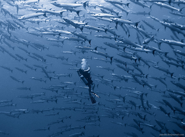 与鲨鱼共舞：海洋摄影作品欣赏