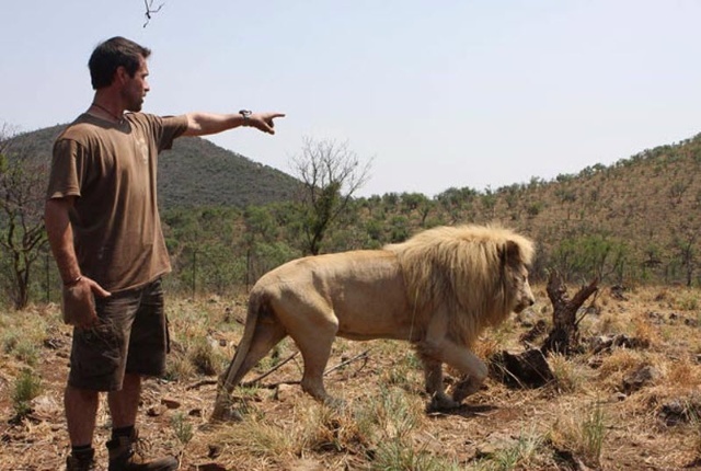 南非白狮王国的“狮语者”