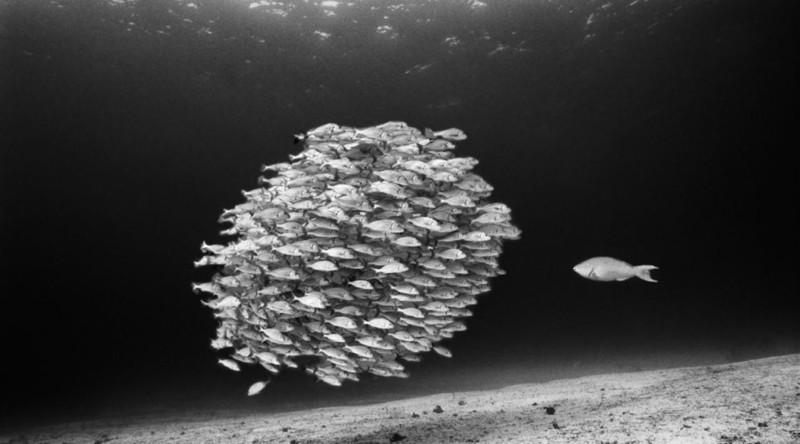 碧海追踪：水下摄影捕捉世界尽头的惊艳