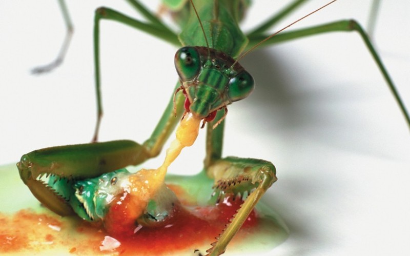 另类病态昆虫摄影——弱肉强食是常态？