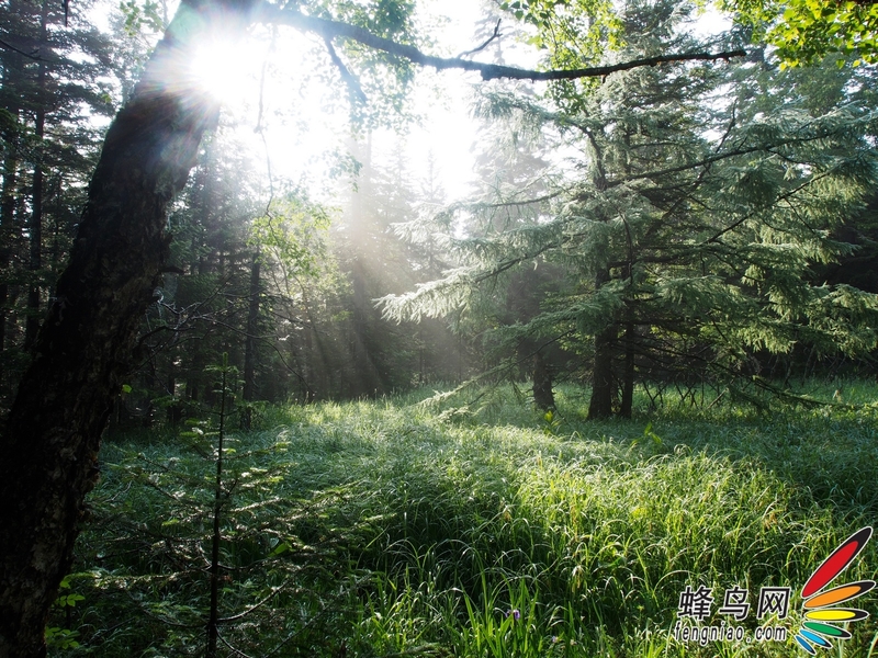 奥巴E-M5拍长白山——长白山地下森林美景