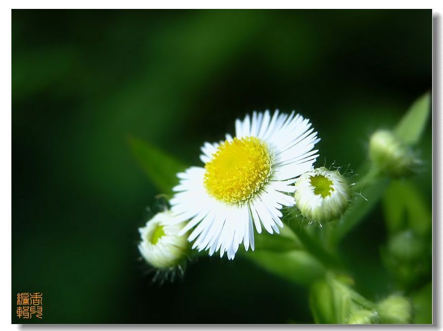 远足世界著名花海 行摄阿姆斯特丹雏菊