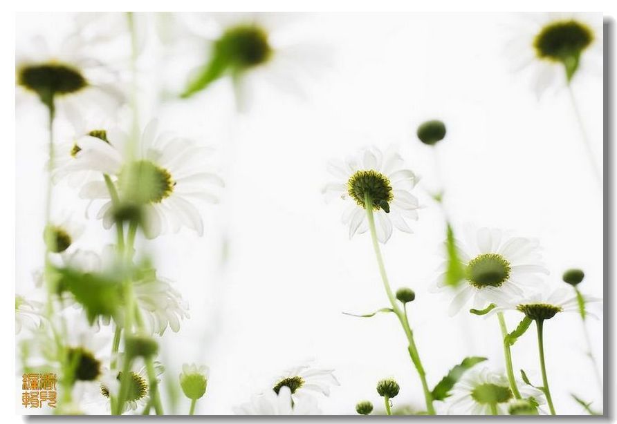 远足世界著名花海 行摄阿姆斯特丹雏菊