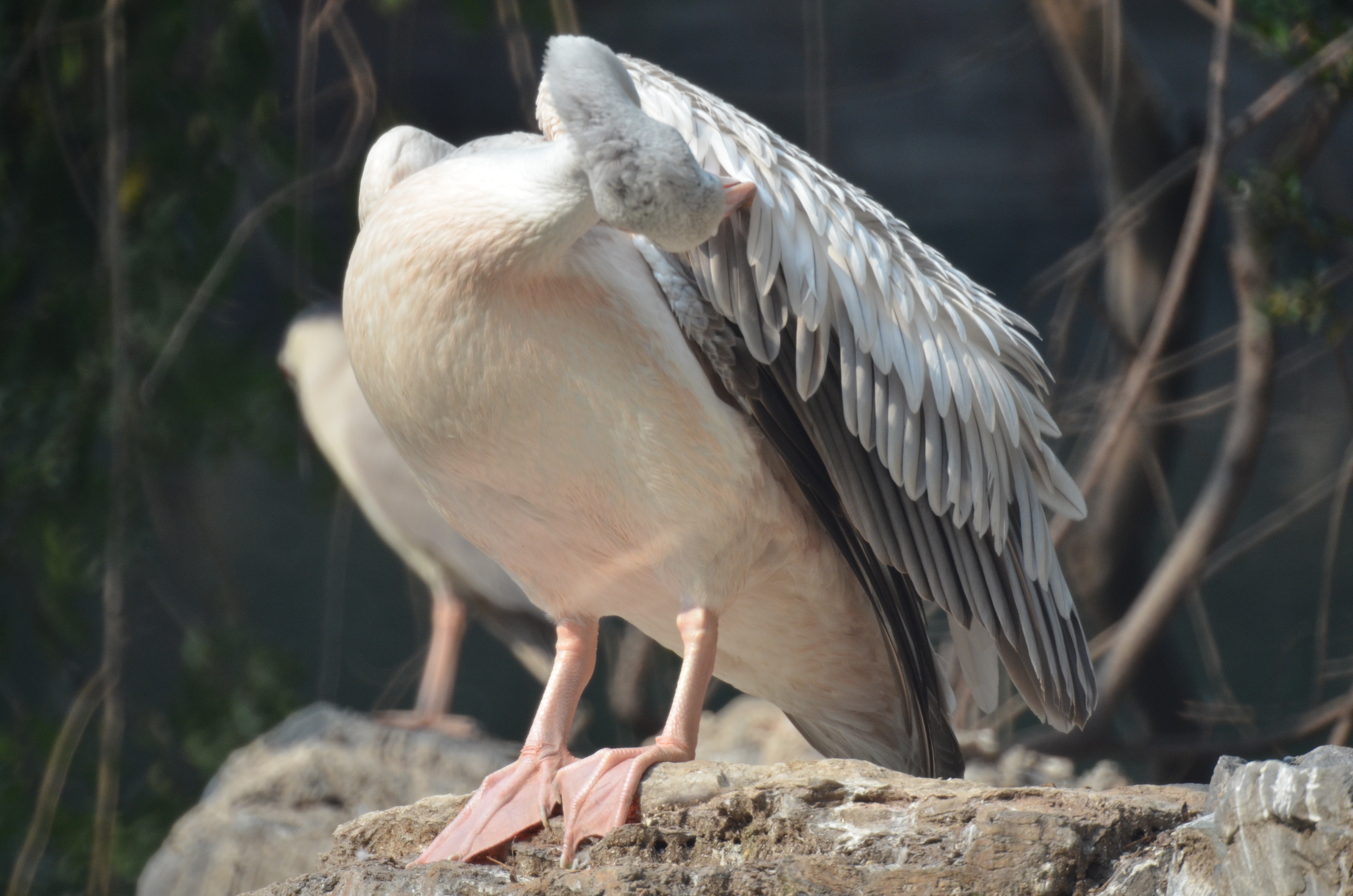 Ȧ 500mm۷Զͷ