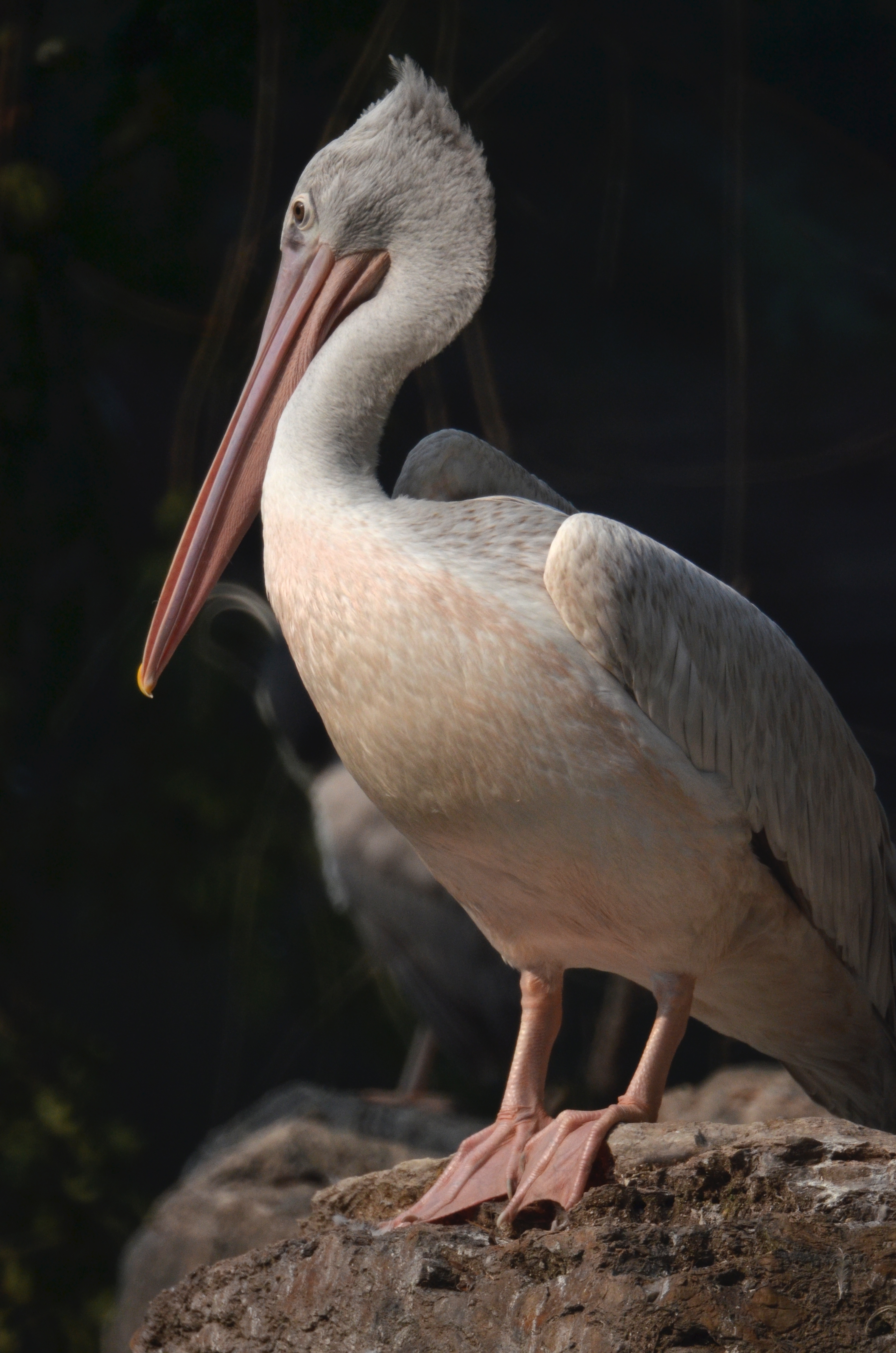 Ȧ 500mm۷Զͷ