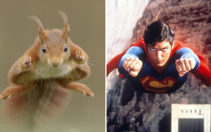 屌丝松鼠PK超人：一周野生动物摄影精选