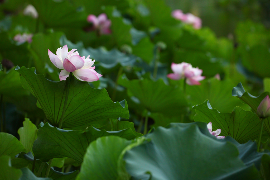 适马180mm f/2.8长焦微距镜头样张图赏