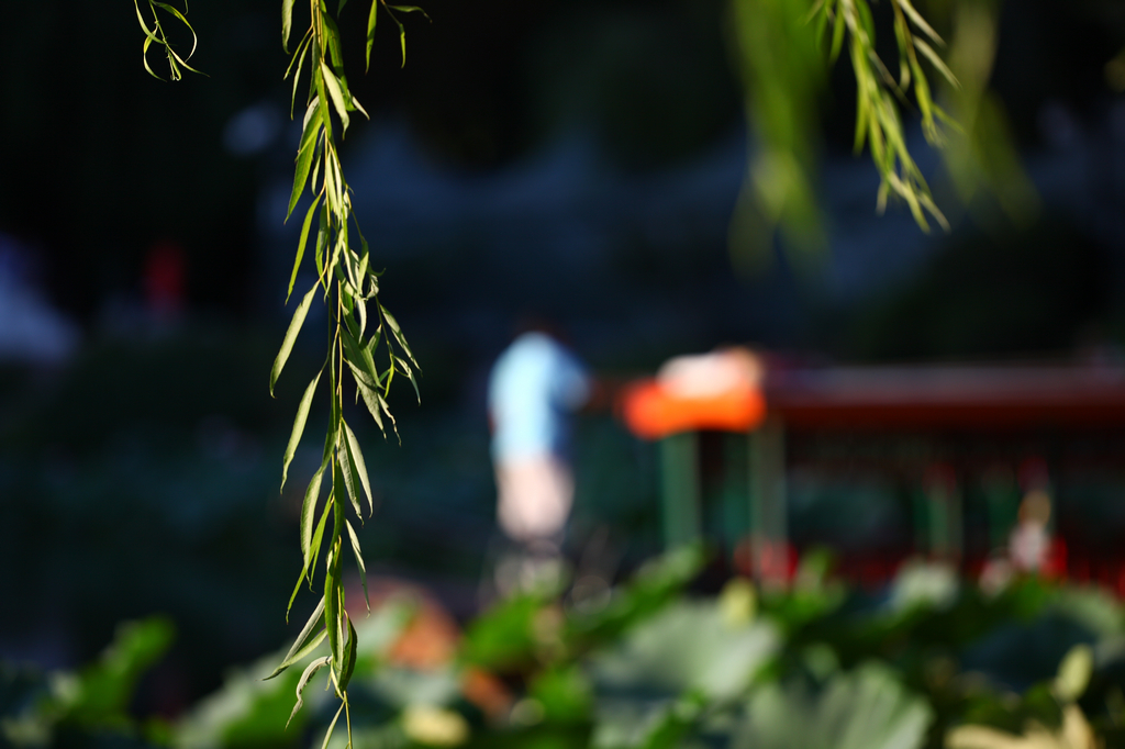 适马180mm f/2.8长焦微距镜头样张图赏