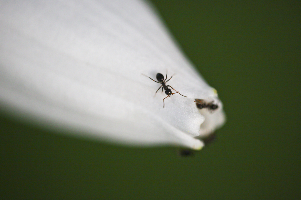 适马180mm f/2.8长焦微距镜头样张图赏