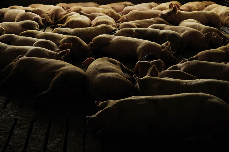 “有猪故我在” 韩裔女摄影师猪圈裸体自拍