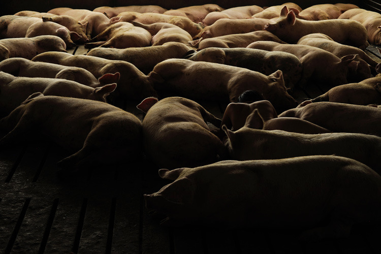 “有猪故我在” 韩裔女摄影师猪圈裸体自拍