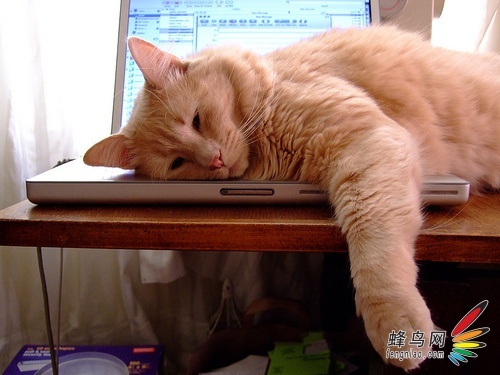 好奇害死猫 猫咪危害电脑的五大举动