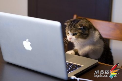 好奇害死猫 猫咪危害电脑的五大举动