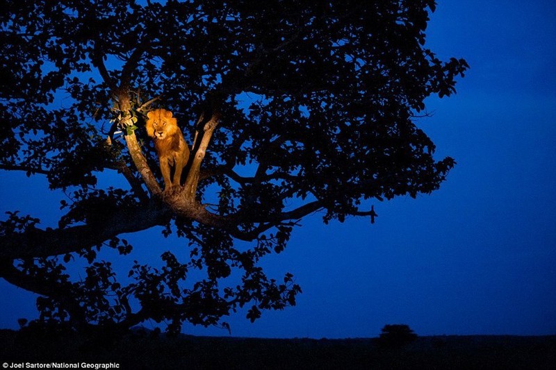 英国年度环境与野生动物摄影奖作品欣赏