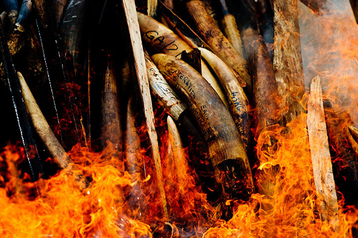 纪实摄影：加蓬抵制非法猎杀野生动物
