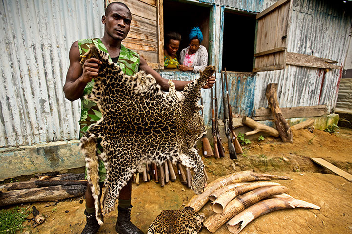 纪实摄影：加蓬抵制非法猎杀野生动物