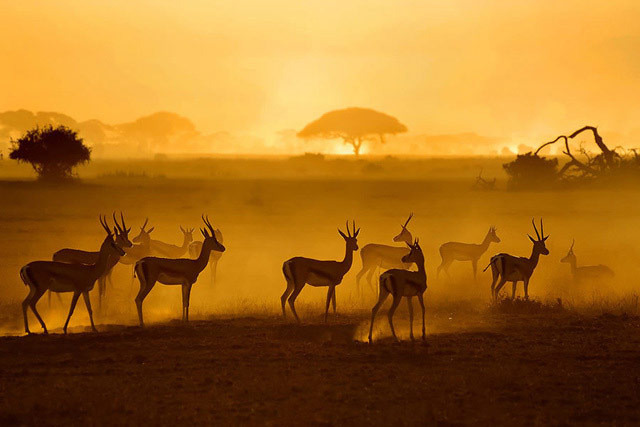 野生动物的天堂 回味镜头里的肯尼亚之美