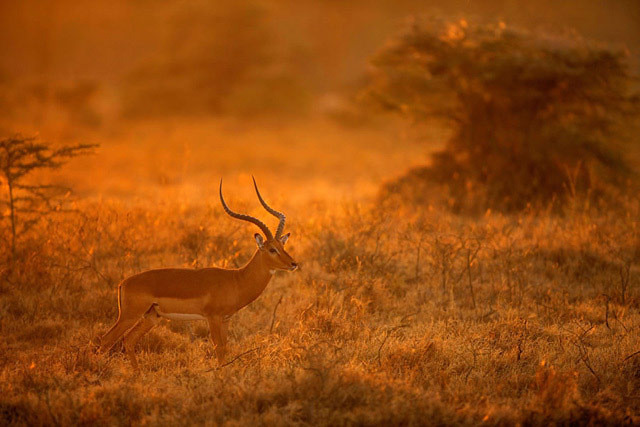 野生动物的天堂 回味镜头里的肯尼亚之美
