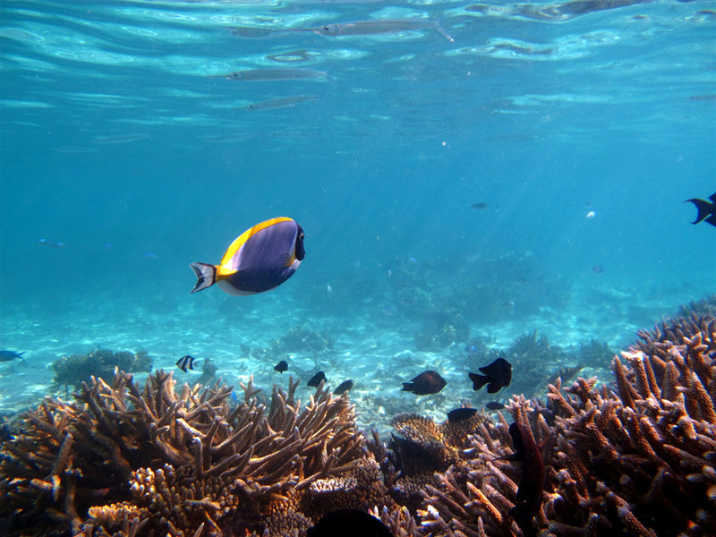 奇幻之旅 80张马尔代夫海底潜水摄影作品