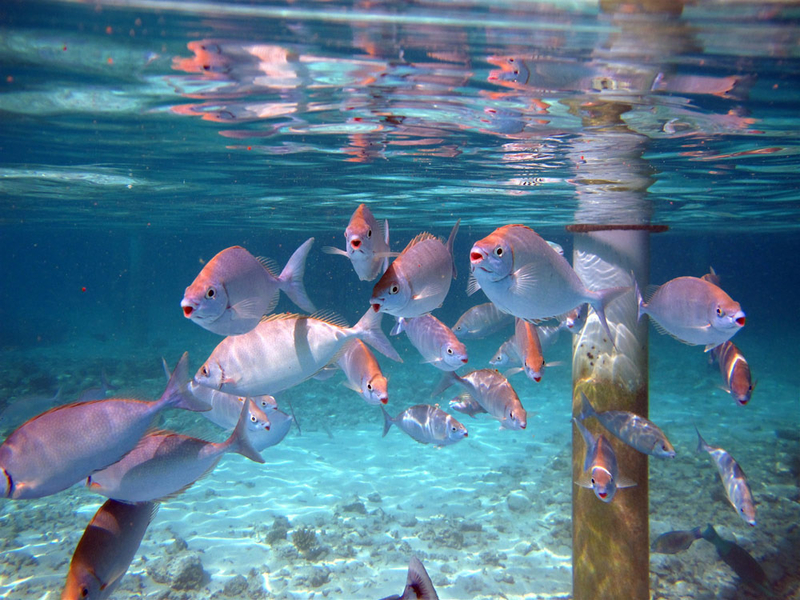 奇幻之旅 80张马尔代夫海底潜水摄影作品